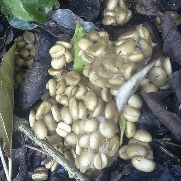 luwak coffee green beans