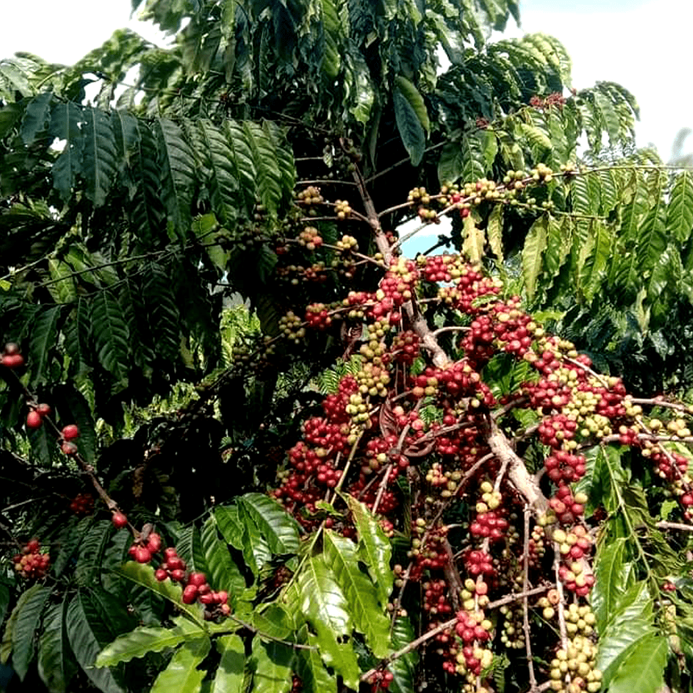 coffee-plantation