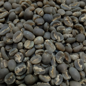 gayo
