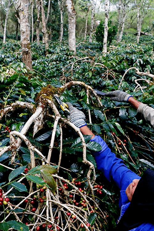 sumatra-green-coffee-beans
